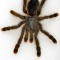 FriendlyTarantula