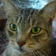 Felix the Leitercat