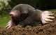 Mole Catcher